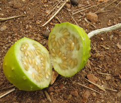 Cucumis aculeatus