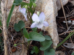 Viola lactea