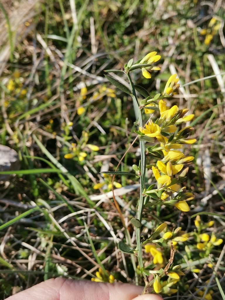 Ginesta