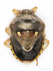 Stagonomus bipunctatus