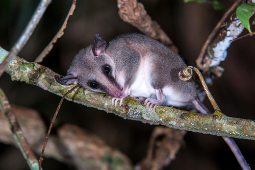 Chaco Fat tailed Opossum Thylamys pulchellus iNaturalist