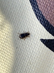 Stenolophus ochropezus