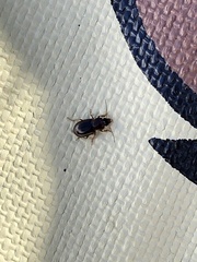 Stenolophus ochropezus