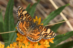 Phyciodes mylitta arizonensis