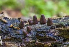 Lycogala conicum