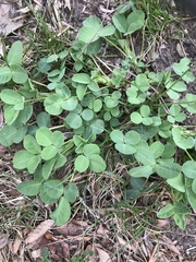 Trifolium repens
