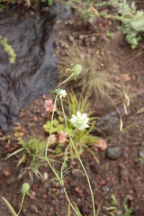 Scabiosa ochroleuca