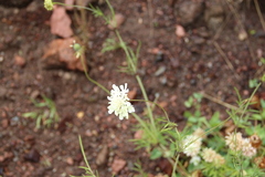Scabiosa ochroleuca