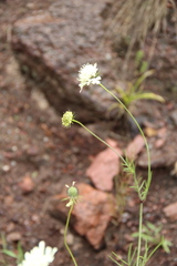 Scabiosa ochroleuca