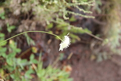 Scabiosa ochroleuca