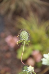 Scabiosa ochroleuca