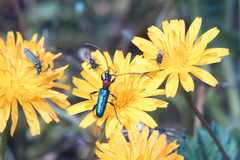 Cartallum ebulinum