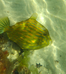 Eubalichthys mosaicus