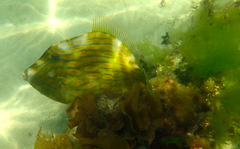 Eubalichthys mosaicus