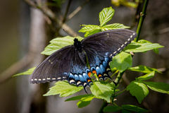 Papilio glaucus