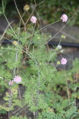 Scabiosa owerinii