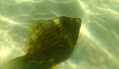 Eubalichthys mosaicus