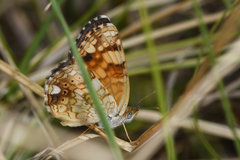 Phyciodes mylitta arizonensis
