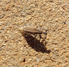 Scaphomorphus