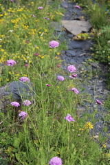 Scabiosa owerinii
