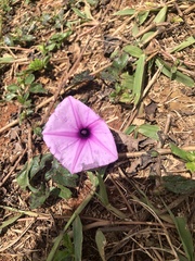 Ipomoea setifera