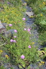 Scabiosa owerinii