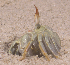 Ocypode ceratophthalmus