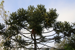 Araucaria