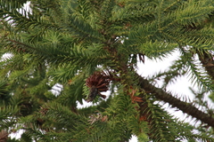 Araucaria