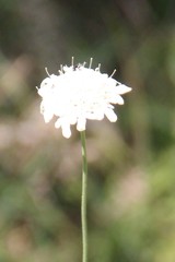 Scabiosa sosnowskyi
