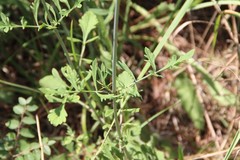 Scabiosa sosnowskyi