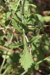 Scabiosa sosnowskyi