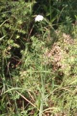 Scabiosa sosnowskyi