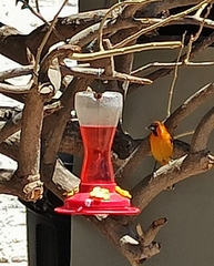 Icterus pustulatus