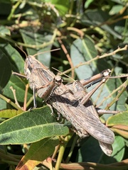 Schistocerca nitens