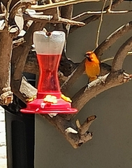 Icterus pustulatus