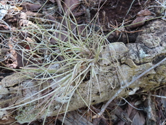 Tillandsia bartramii