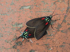 Cyanopepla cinctipennis
