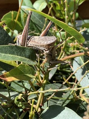 Schistocerca nitens