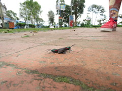 Cyanopepla cinctipennis