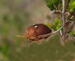 Steganocerus multipunctatus