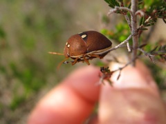 Steganocerus multipunctatus