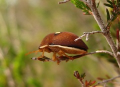 Steganocerus multipunctatus