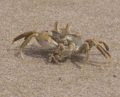 Ocypode ceratophthalmus