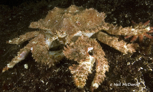 Echidnocerus foraminatus Stimpson, 1859