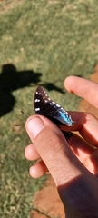Charaxes guderiana