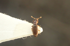 Monotoma longicollis