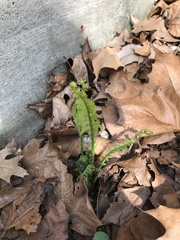 Matteuccia struthiopteris