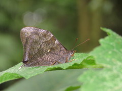 Corades medeba columbina