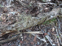 Tillandsia bartramii